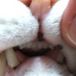 猫の前歯