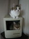 Cats in the Macintosh