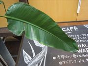 ALOECafe♥