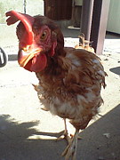 Chicken George