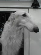 １０グループのワンちゃんｖｖ