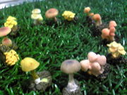 Fairy Ring