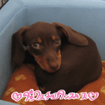 ���ގ��������������ݎ��ю���