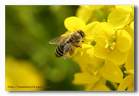 萌黄色の働き蜂