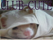 club-cute