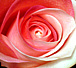 Rainbow Rose JAPAN