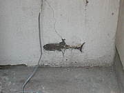 �ߤ��Ф��Τ��Ȥ����