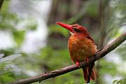 野鳥撮影中！