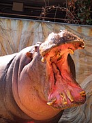 �Х��ϻ��Ǥ⼣��ʤ�