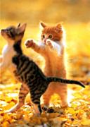 �ʤ�Ȥʤ����äƤۤ���