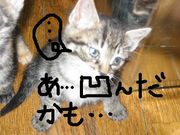 ���ޤ˱���
