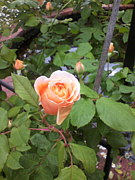 ������ҥ��饭��*�ߤ��줤��