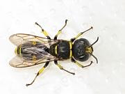 Hymenoptera