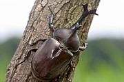 �������ގ����ݎ��ގƎ�-���