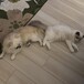 愛玩動物看護師