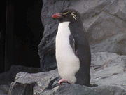 ���ڥ󥮥���