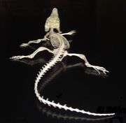 UnisexCrocodiles