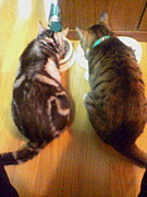 ǭ�ˤ��������ޤ���