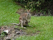 ˽ in Cairns