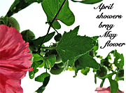 April showers bring May flower