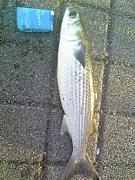 OSAKA.E.C.U Fishing TEAM