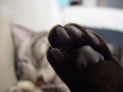 ǭ�μ����(����)��