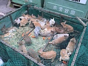 東京m公園 捨てうさぎ救済事務局 Mixiコミュニティ