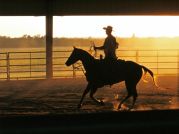 Quarter Horse/�����������ۡ���