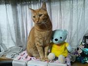 ��ޤ� Ϣ�������ˬ���