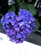 Waloha쥬륺ʲ