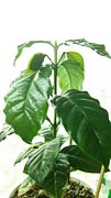 我が家のコーヒーの木たち