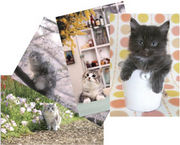 �إ���١�������������