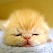 �ԣȣŲ�������