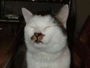 �Ϥʤ���ǭ�β�