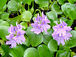 ްEichhornia crassipes