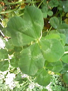 浅羽由紀　Four-leaf clover
