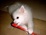 ���᤭�����Τ˥�Τ򿩤�