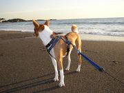 �����⤯��