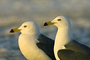 蕪嶋のウミネコと戯れ隊