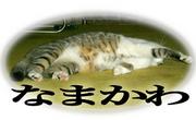 ʤޤ