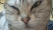 チーム《猫被り》