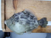 ��ʬ����ϥ���