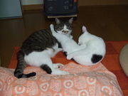 ���������������ʡ����� ��