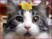 女王様猫・王様猫のシモベ