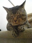 猫大好き(o^-’)b