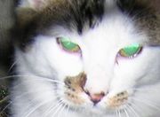 ヤ マ ネ コ