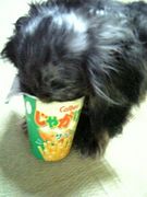 デブ犬ダックス☆