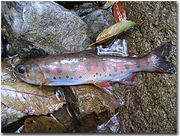 �ڰ�����ή��