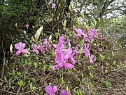 電車とバスで九州の山に登ろう☆