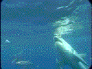 ホオジロザメ Great White Shark